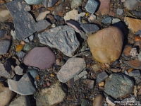 67017Le - Walking on the shale and slate on Blue Beach at low tide, Hantsport, NS.JPG